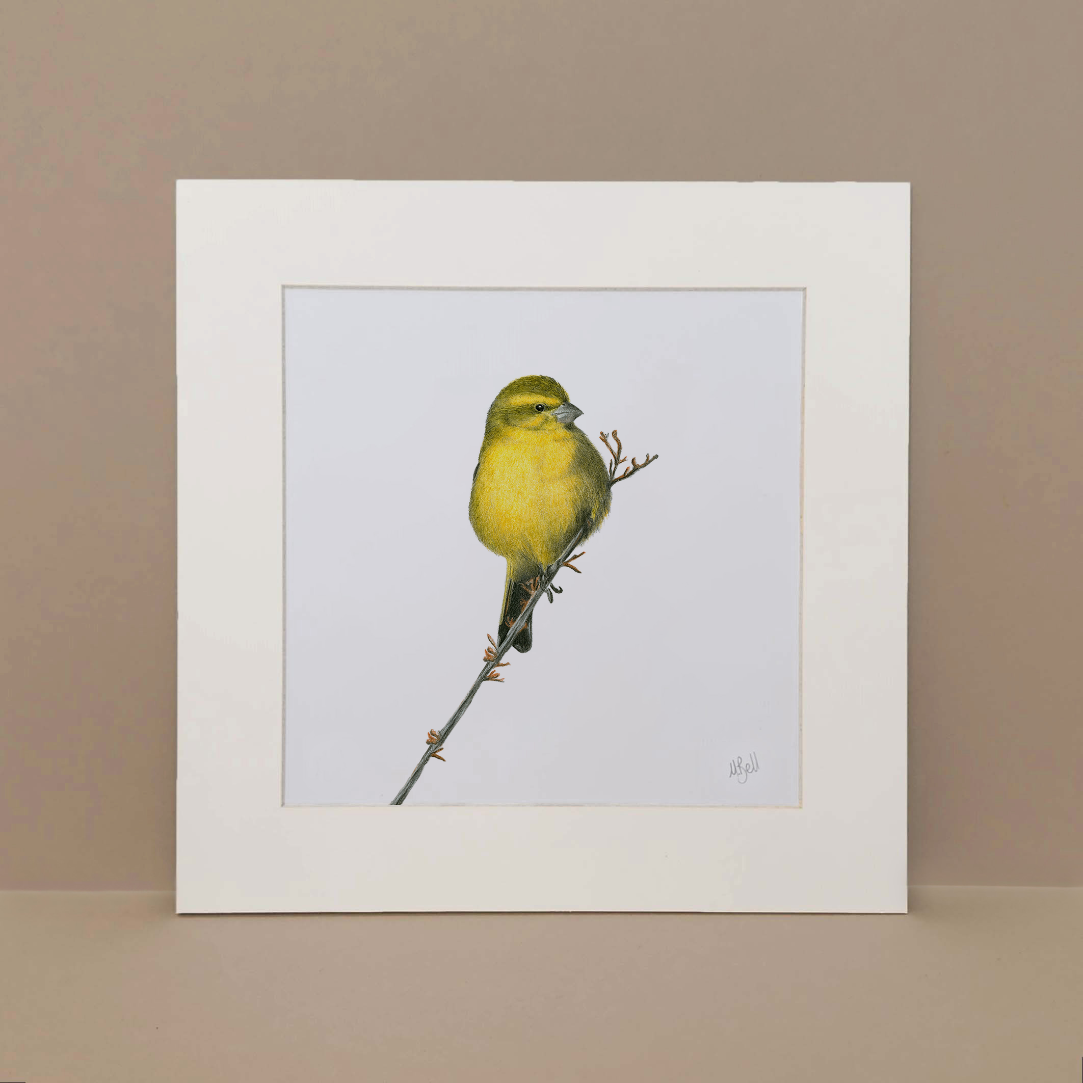 Cape Canary mounted print South African bird artwork