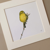 Cape Canary mounted print South African bird artwork