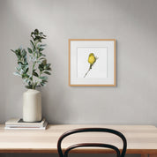 Framed artwork of a Cape Canary pencil drawing