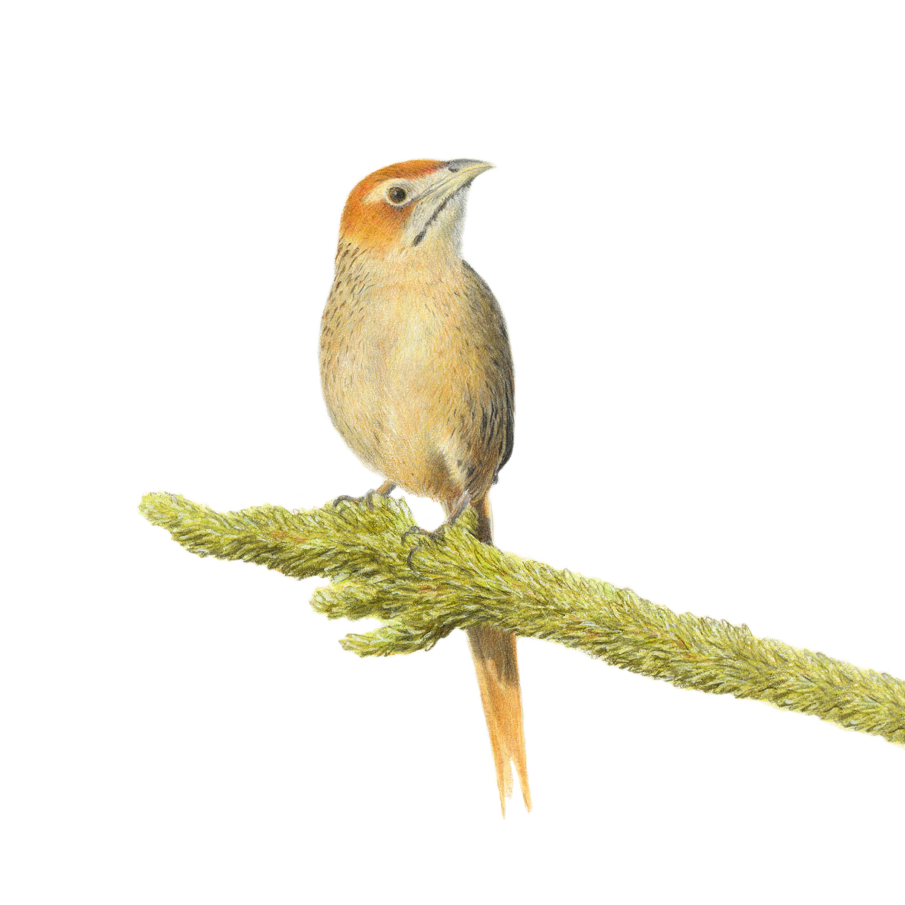 South African wildlife bird artwork by Cape Town artist Matthew Bell on canvas stretched onto a wooden frame of a Cape Grassbird