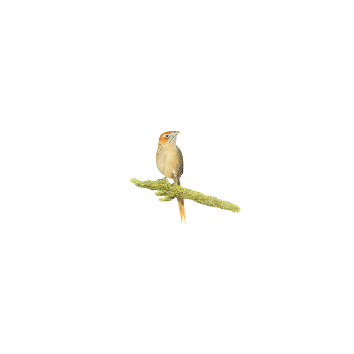 Cape Grassbird South African wildlife drawing original artwork