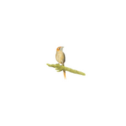 Cape Grassbird South African wildlife drawing original artwork