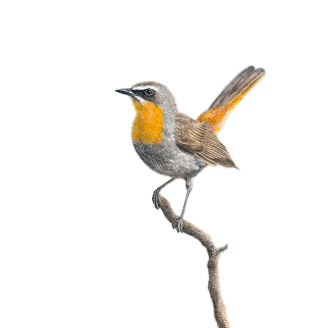 South African bird artwork, drawing by Matthew Bell of a Cape Robin Chat