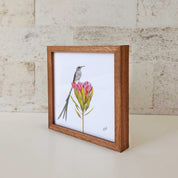 Kiaat wood framed miniature artwork of a Cape Sugarbird, part of wildlife artist Matthew Bell's birds of South Africa gallery