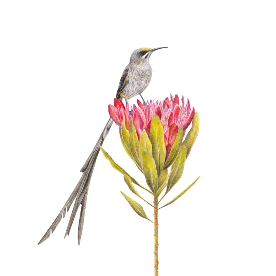 South African bird artwork, pencil drawing by Matthew Bell of a Cape Sugarbird