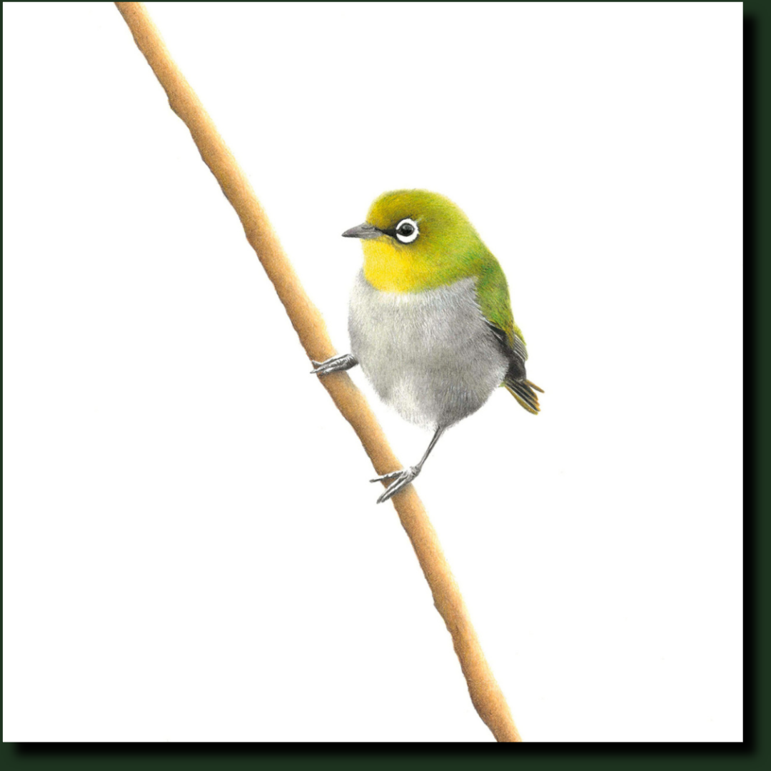 Cape White Eye bird art