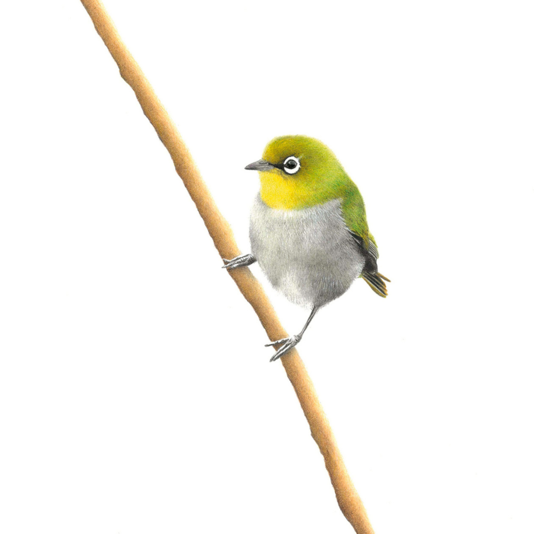 South African bird artwork, drawing by Matthew Bell of a Cape White Eye