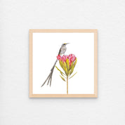 Pencil drawing artwork of a Cape Sugarbird by pencil artist Matthew Bell