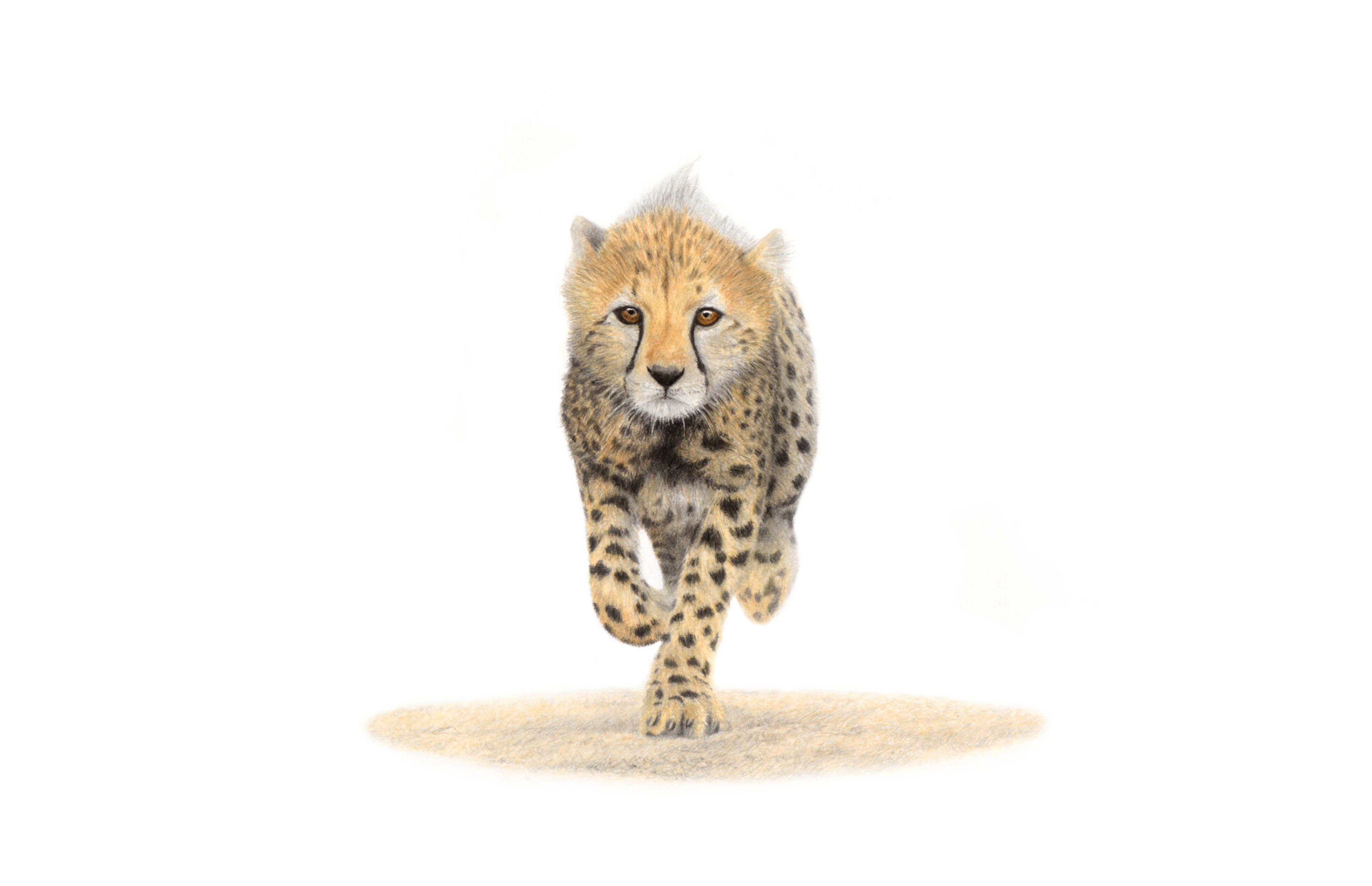 Cheetah cub canvas original art