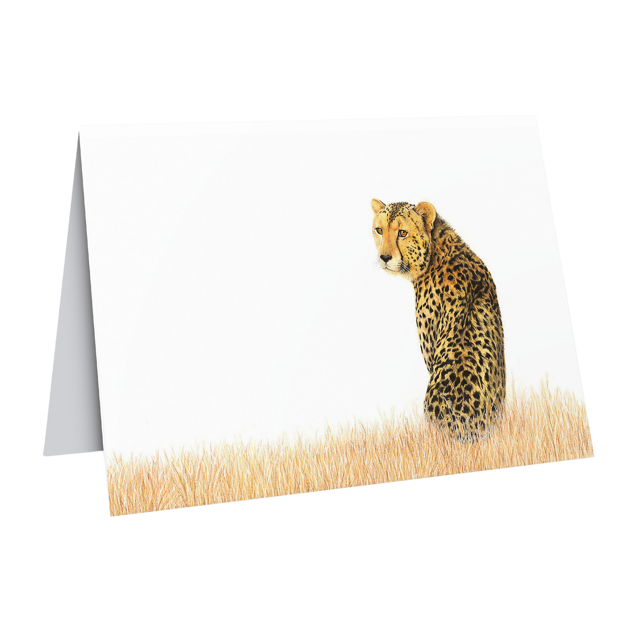 South African wildlife art greeting/gift card featuring a cheetah