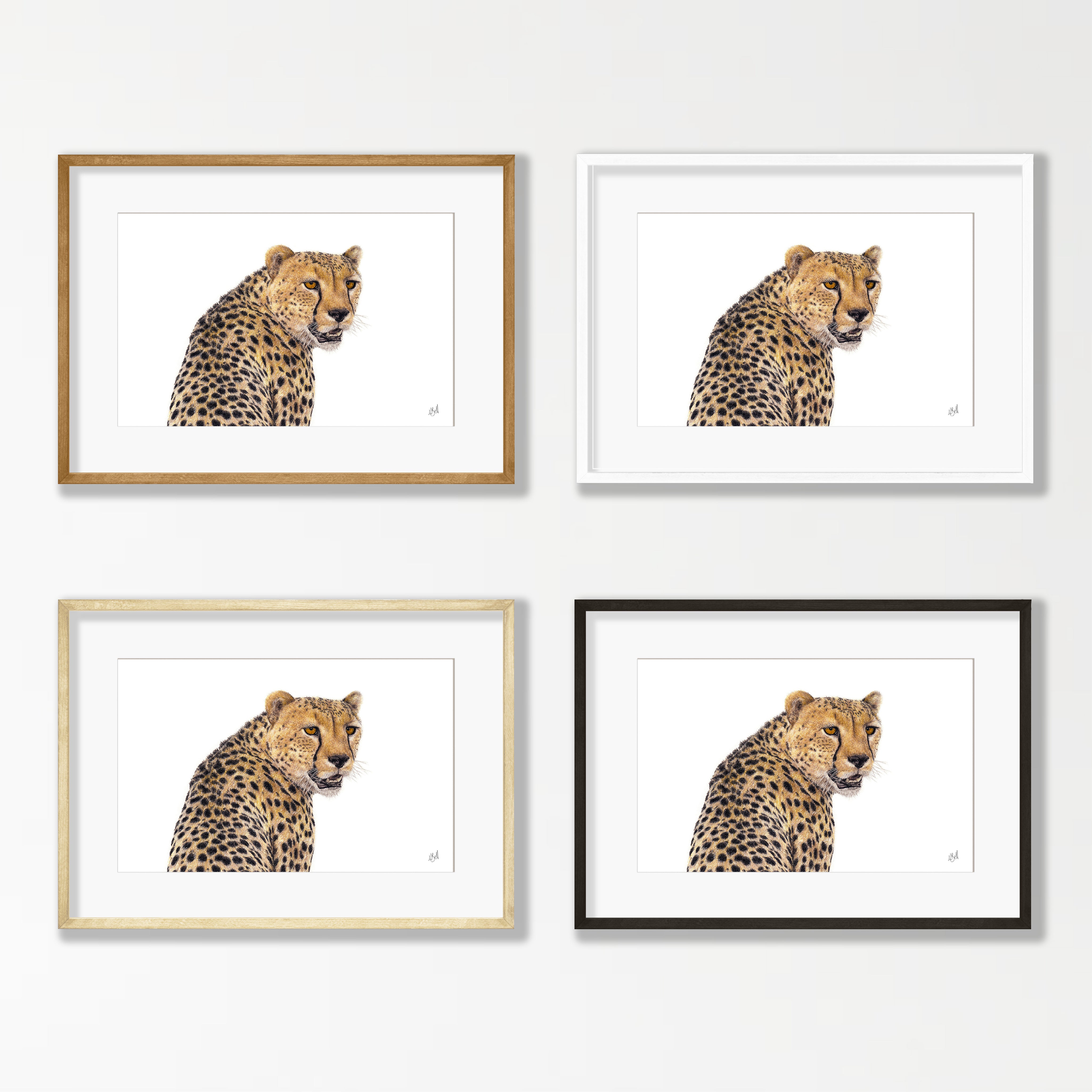 Cheetah Portrait - CHT1