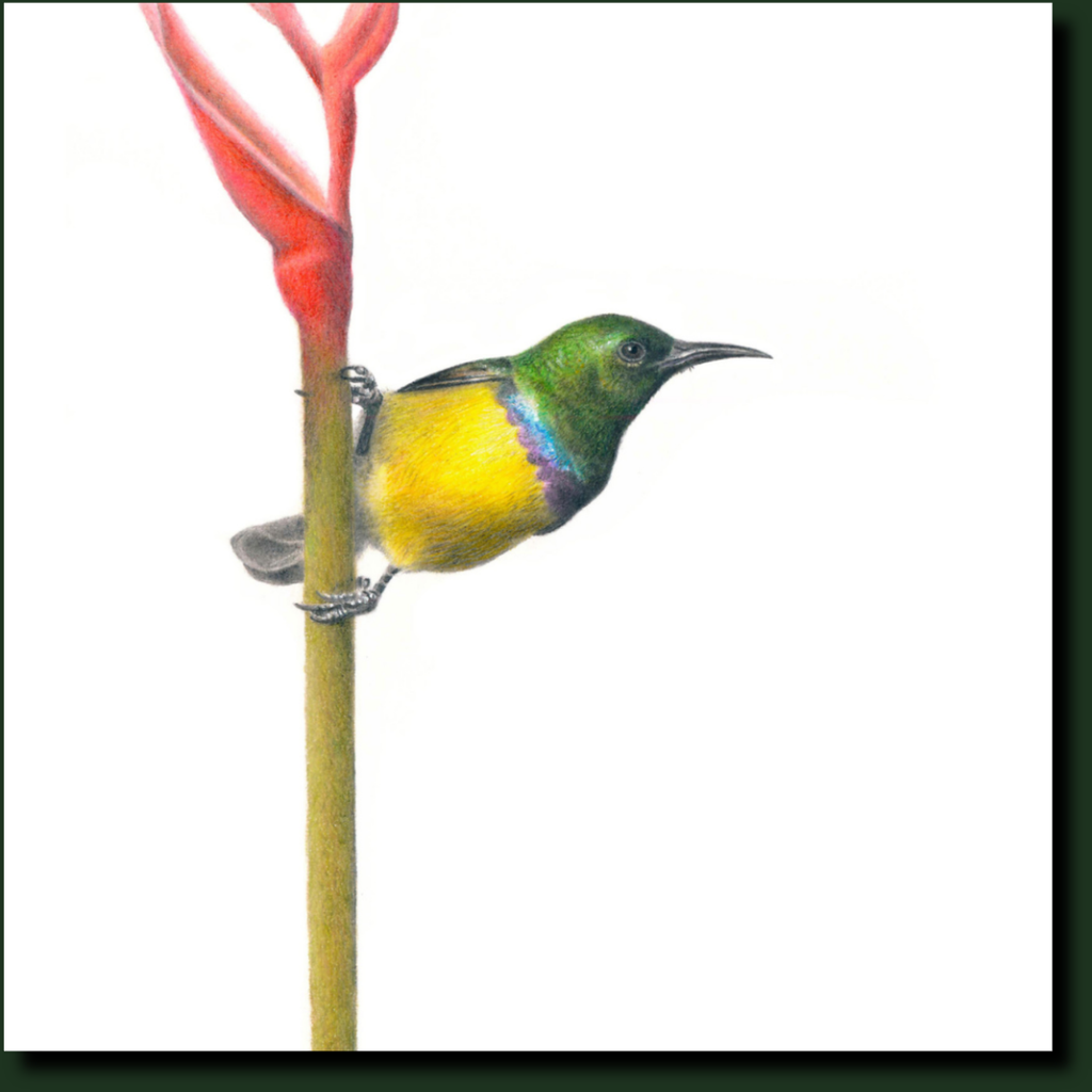 Collared Sunbird bird artwork