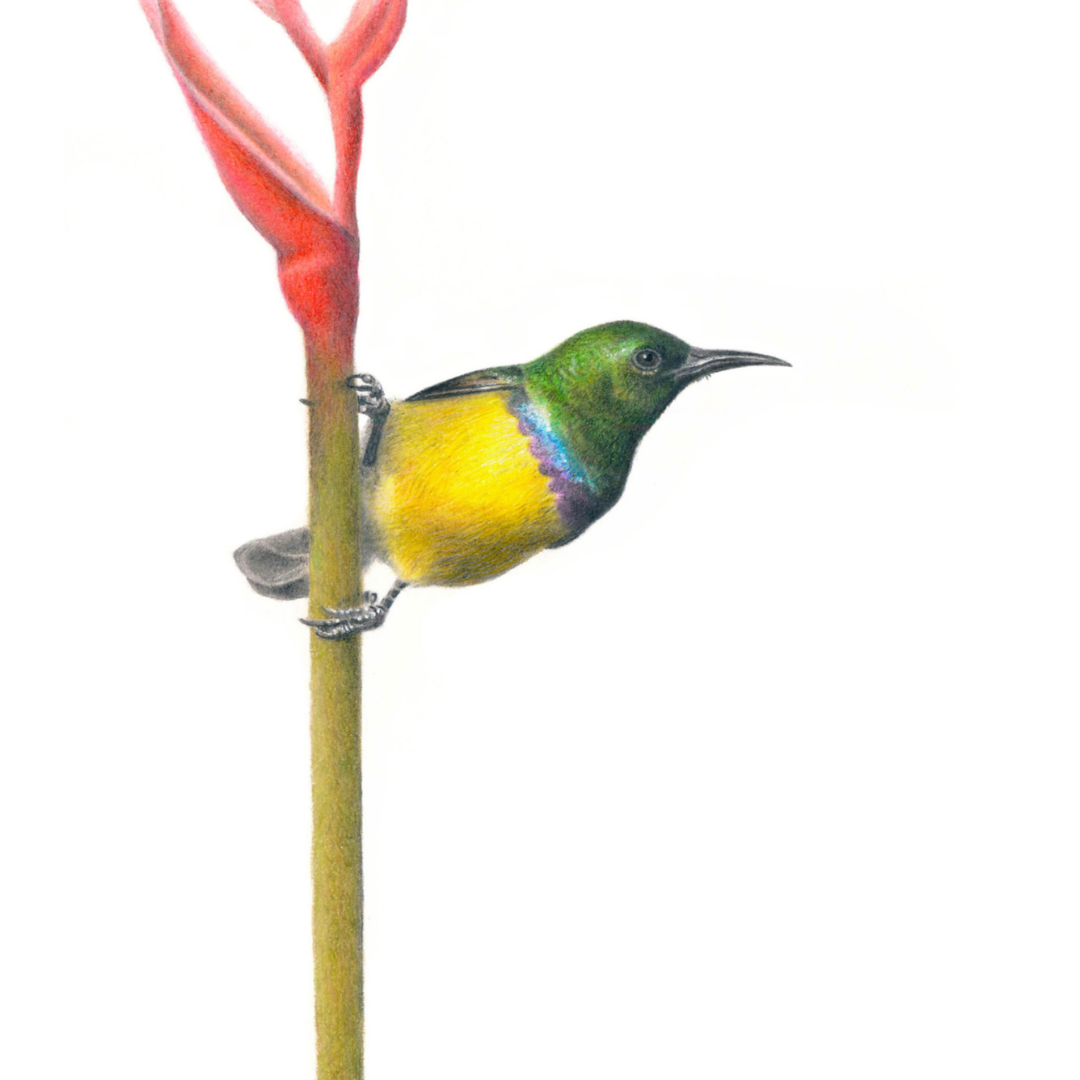 South African bird artwork, drawing by Matthew Bell of a Collared Sunbird