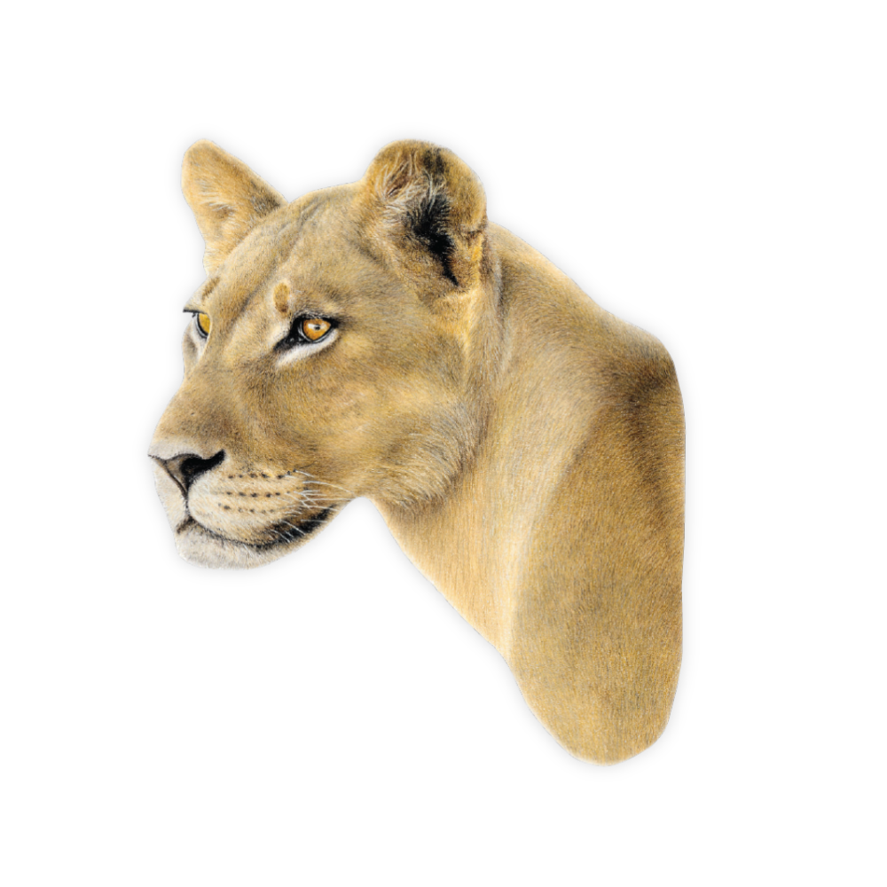 Copy_of_Animal_Boards_Website_1000_x_1000_px.png