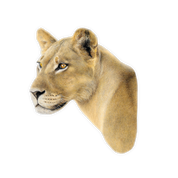 Lioness Magnet - LN6