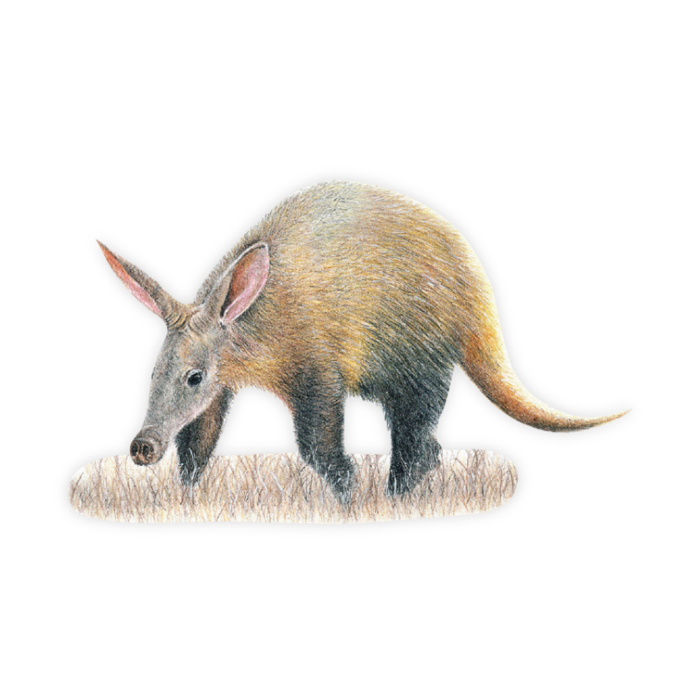 Copy_of_Animal_Boards_Website_1000_x_1000_px_1.png