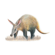 Aardvark Magnet - AV1