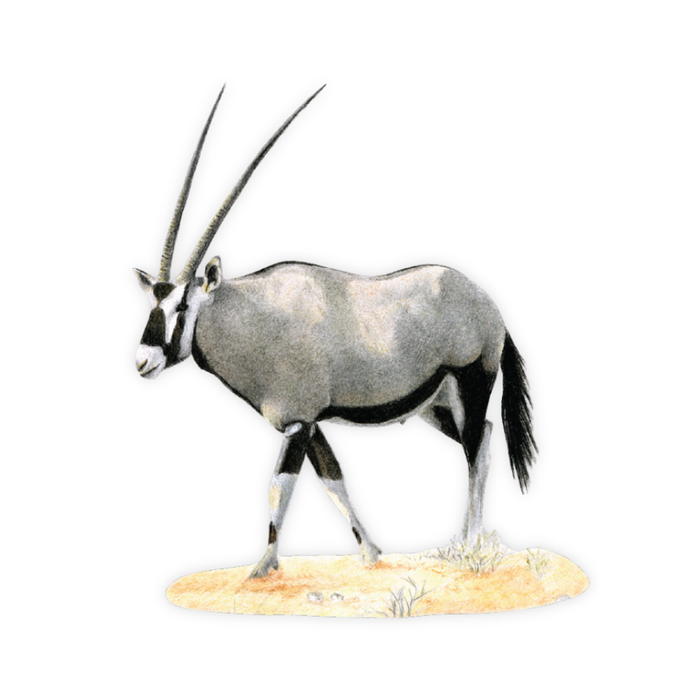 Copy_of_Animal_Boards_Website_1000_x_1000_px_2.png
