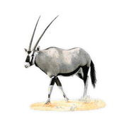 Gemsbok Magnet - GBK2