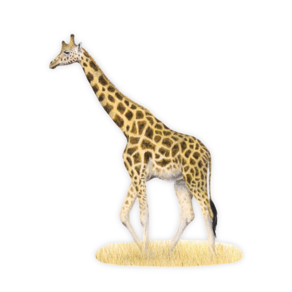 Giraffe Magnet - GRF2