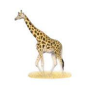 Giraffe Magnet - GRF2