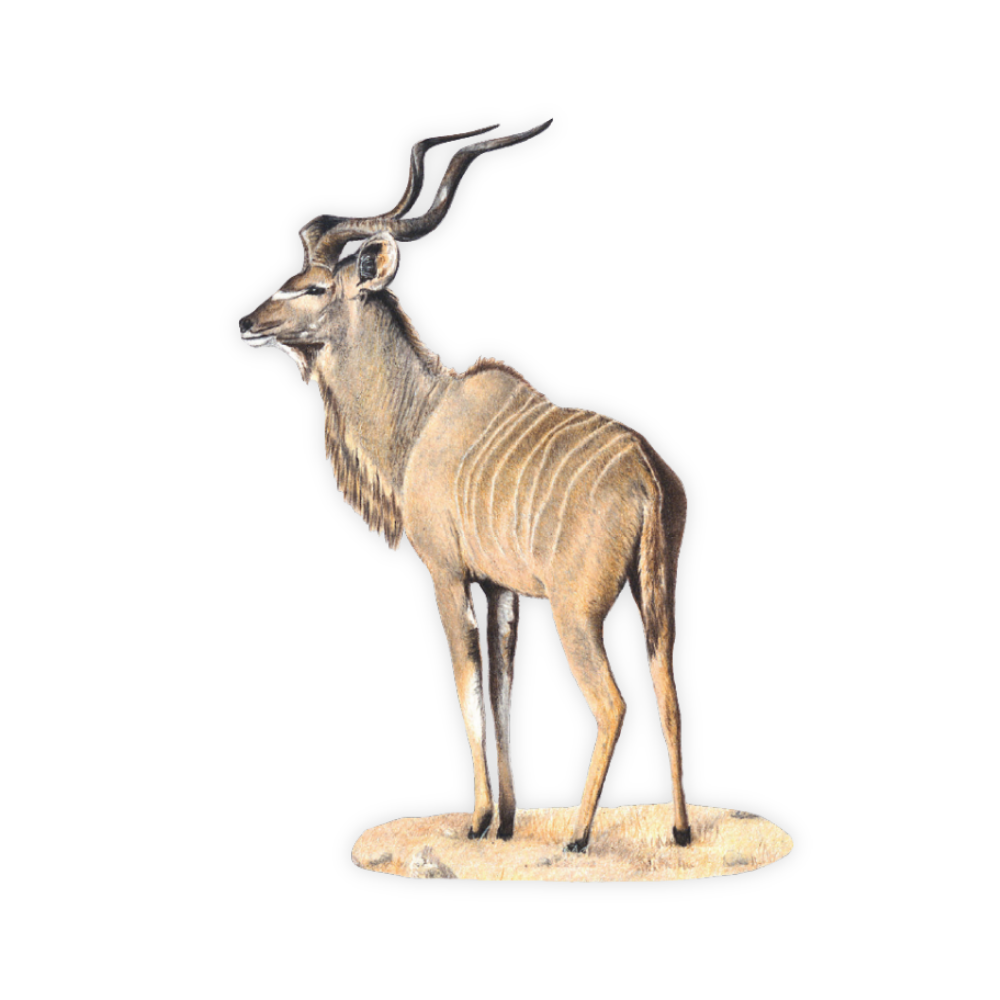 Kudu Magnet - KD2