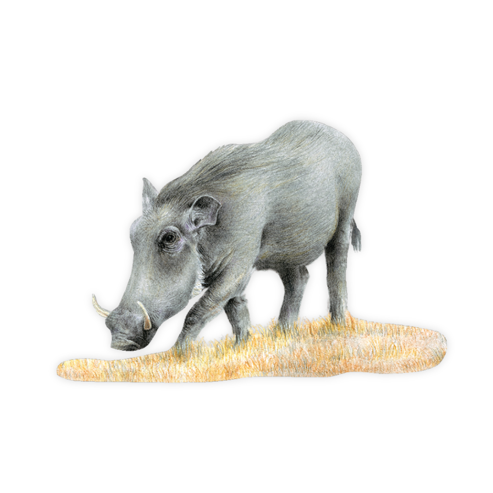 Warthog Magnet - WHG2