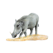 Warthog Magnet - WHG2