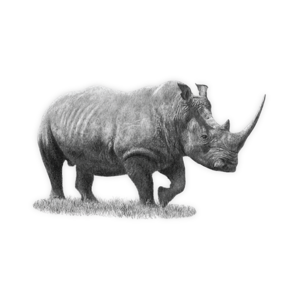 White Rhino Magnet - WR2