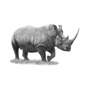 White Rhino Magnet - WR2