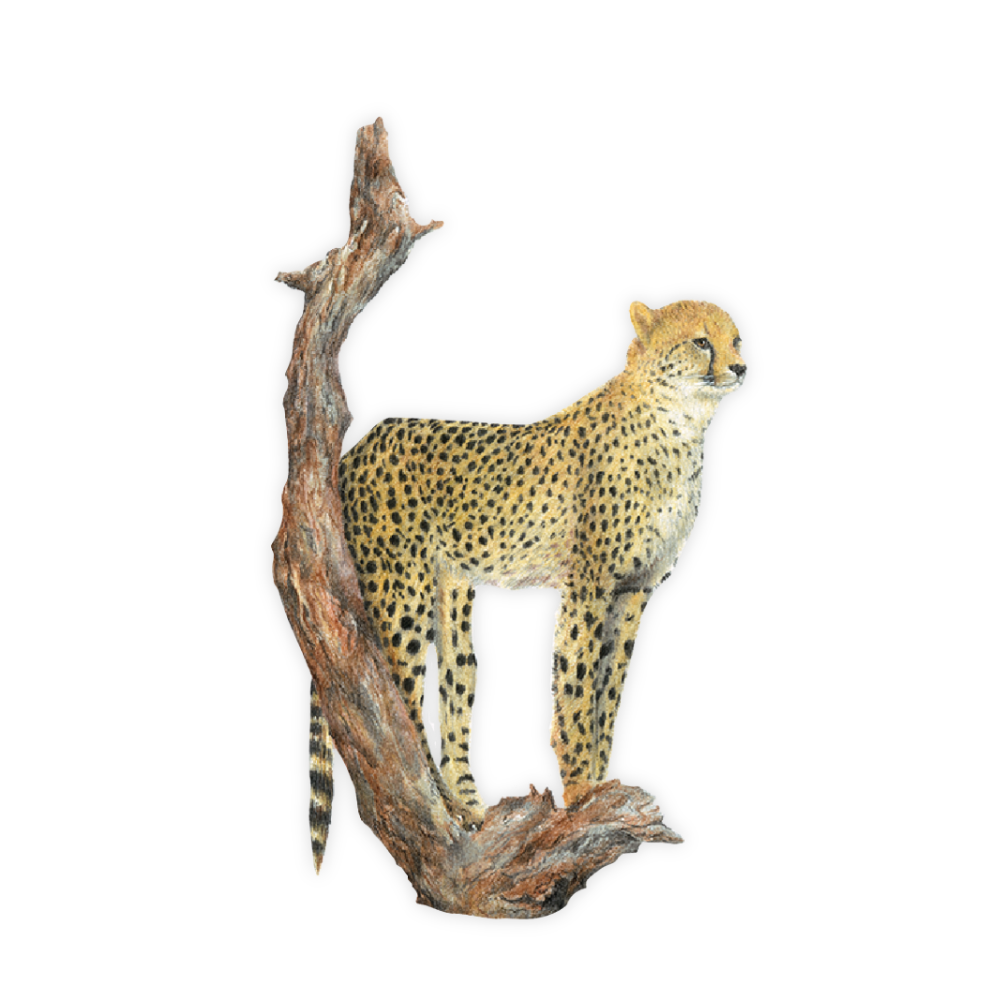 Cheetah Magnet - CHT6
