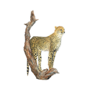 Cheetah Magnet - CHT6