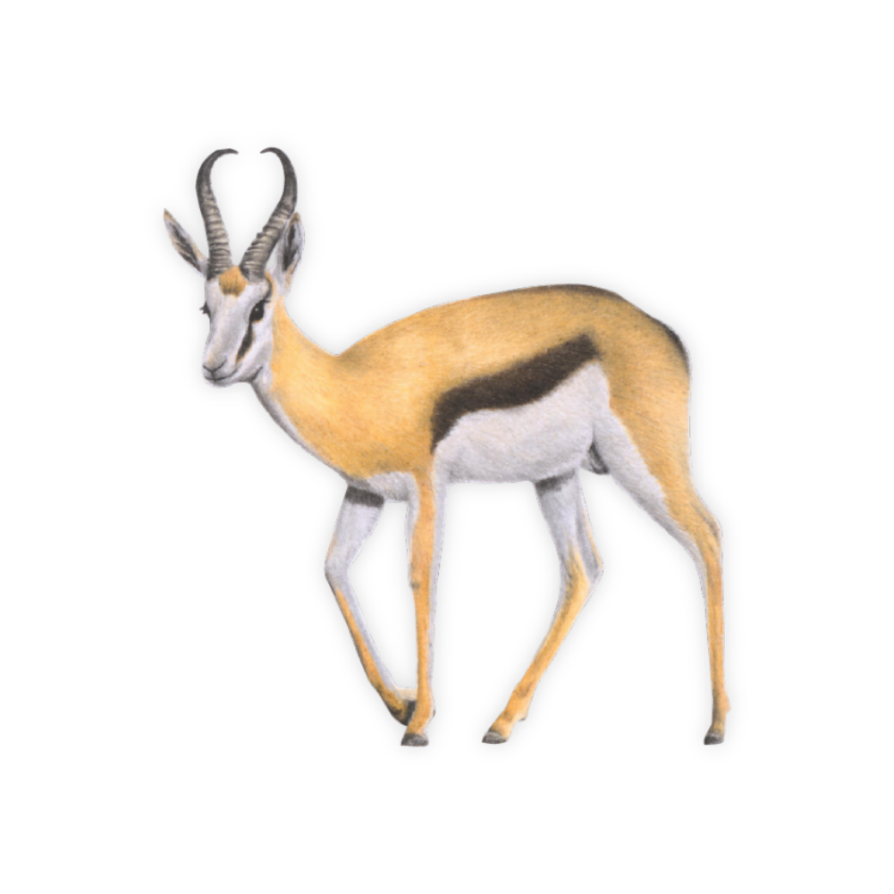 Springbok Magnet - SBK