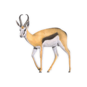Springbok Magnet - SBK