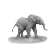 Elephant Baby Magnet - E14