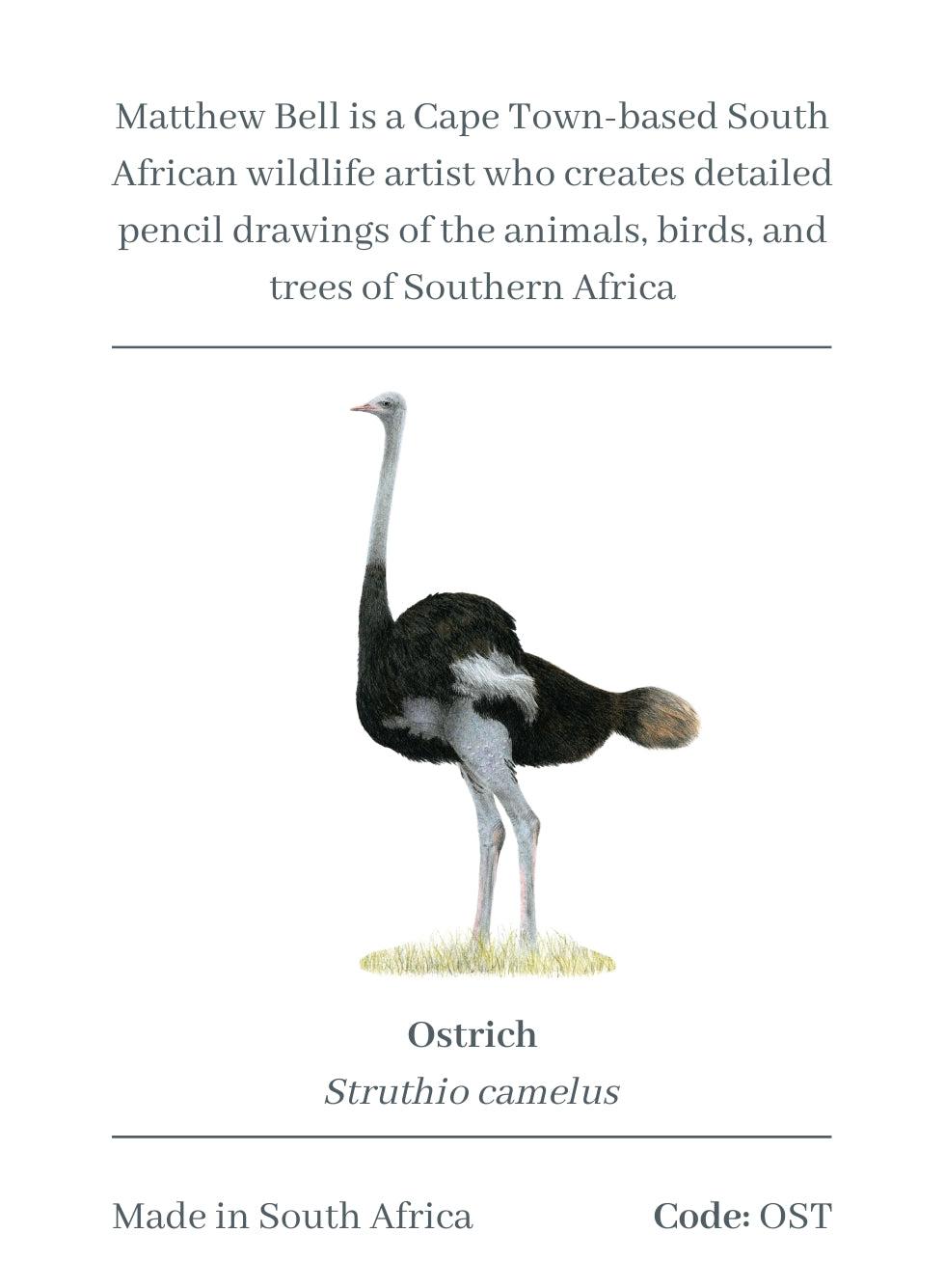 Ostrich Magnet - OST