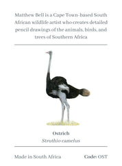 Ostrich Magnet - OST