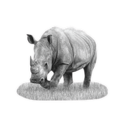 White Rhino Magnet - WR4