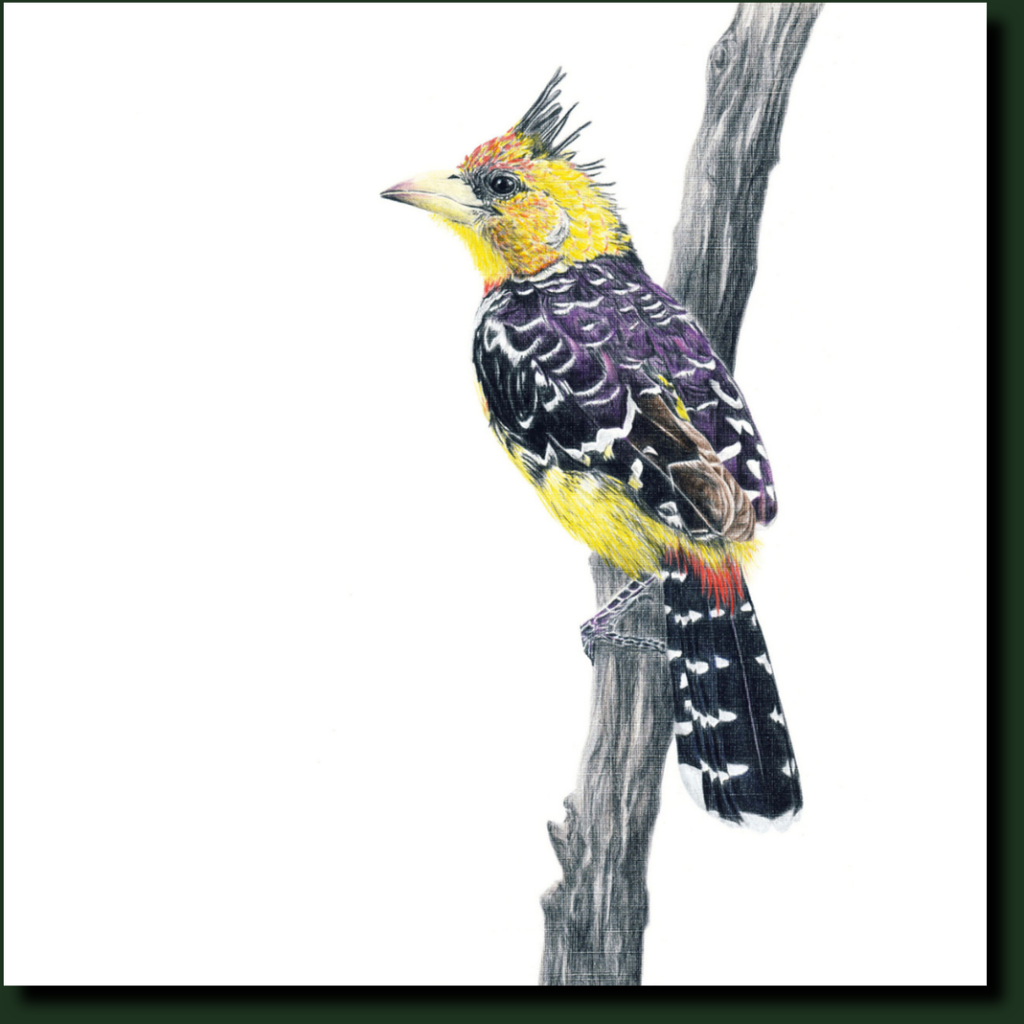 Crested Barbet South African bird artwork