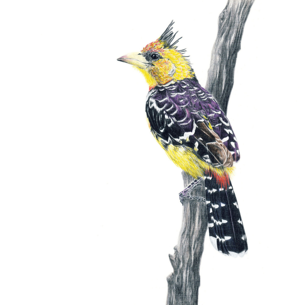 South African bird artwork, drawing by Matthew Bell of a Crested Barbet