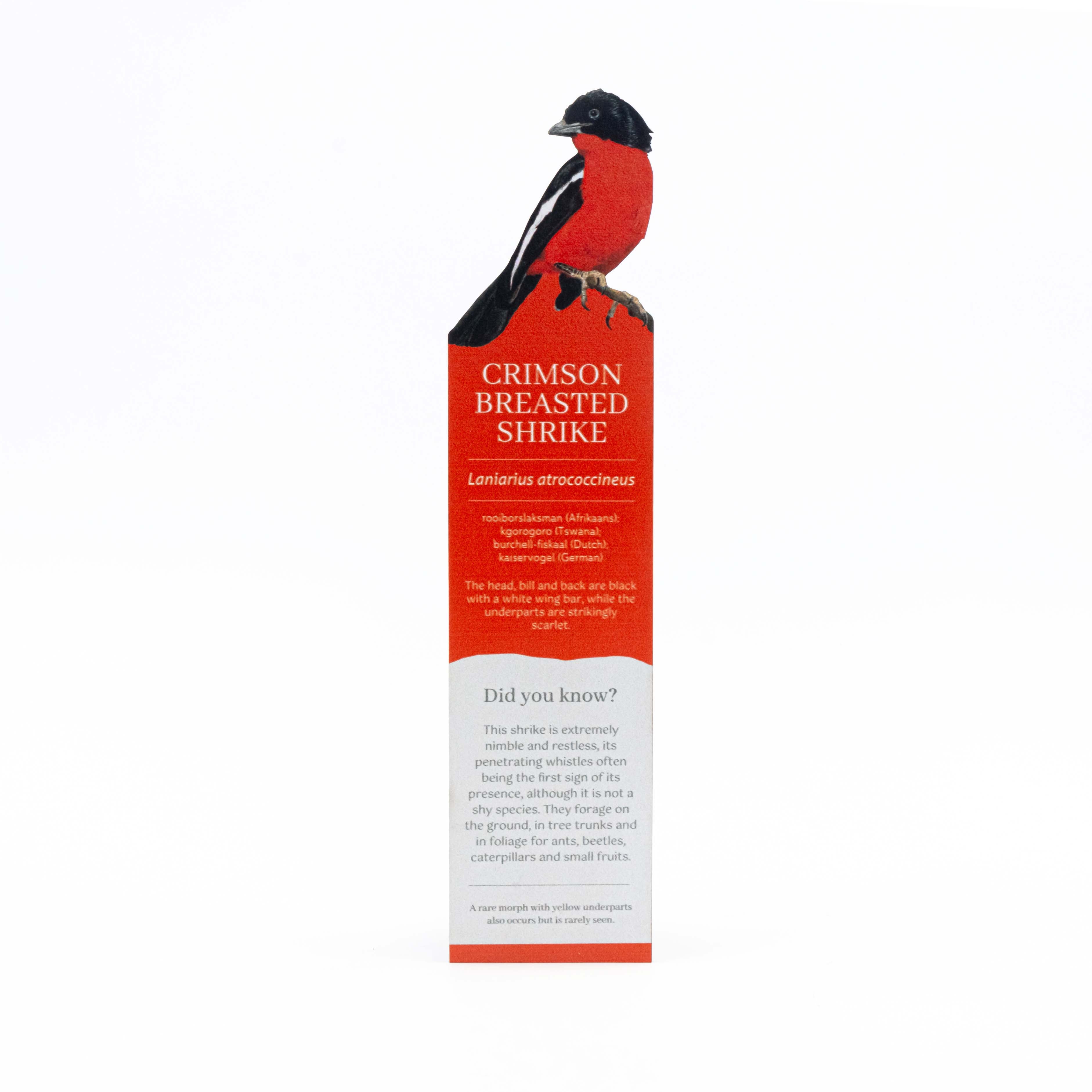 CrimsonBreastedShrikeWoodenBookmark7.jpg