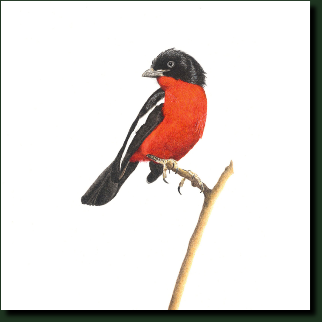 Crimson Breasted Shrike South African bird artwork