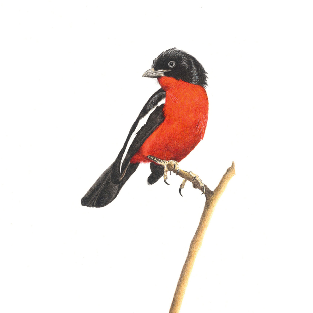 South African wildlife bird artwork by Cape Town artist Matthew Bell on canvas stretched onto a wooden frame of a Crimson Breasted Shrike