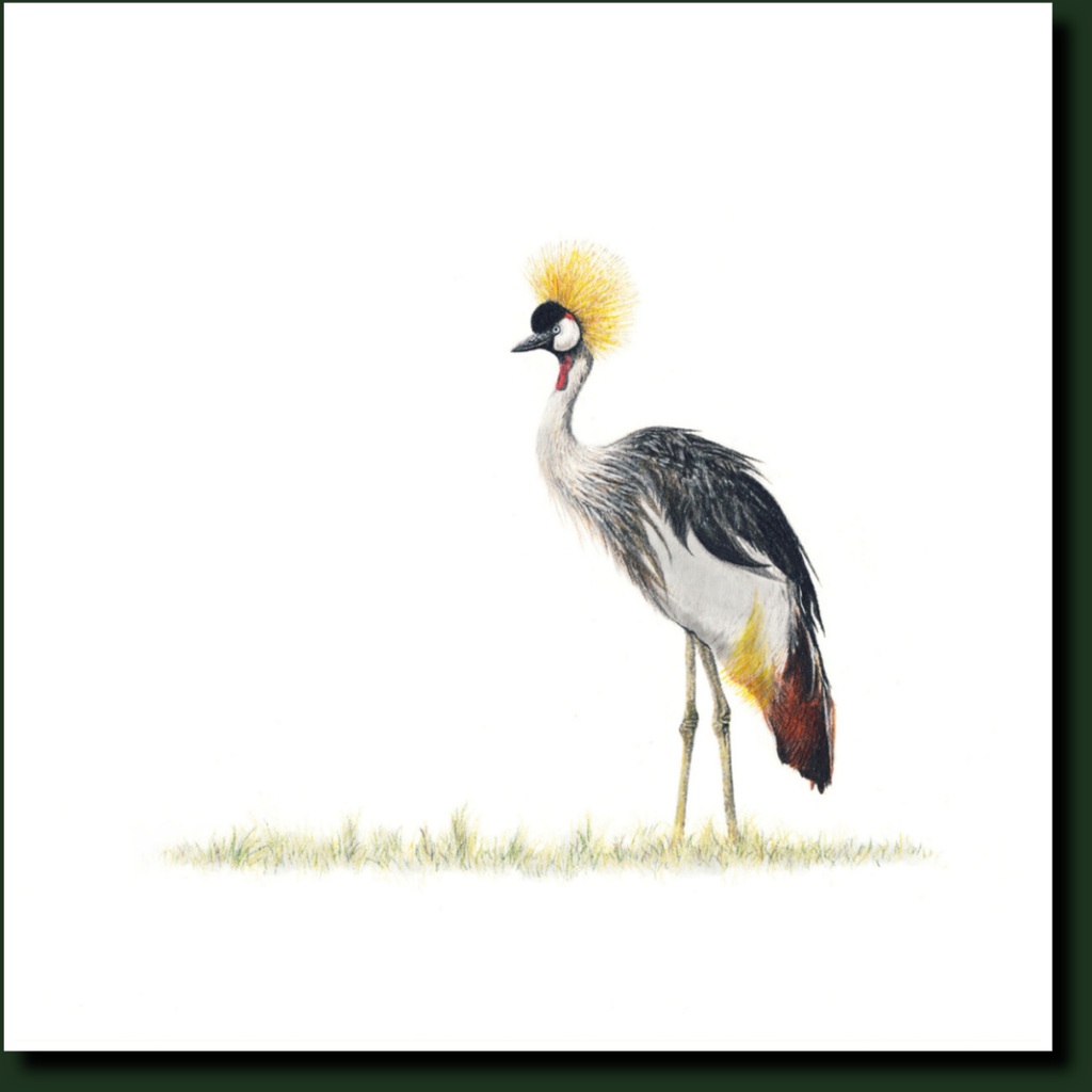 Crowned Crane South African bird artwork