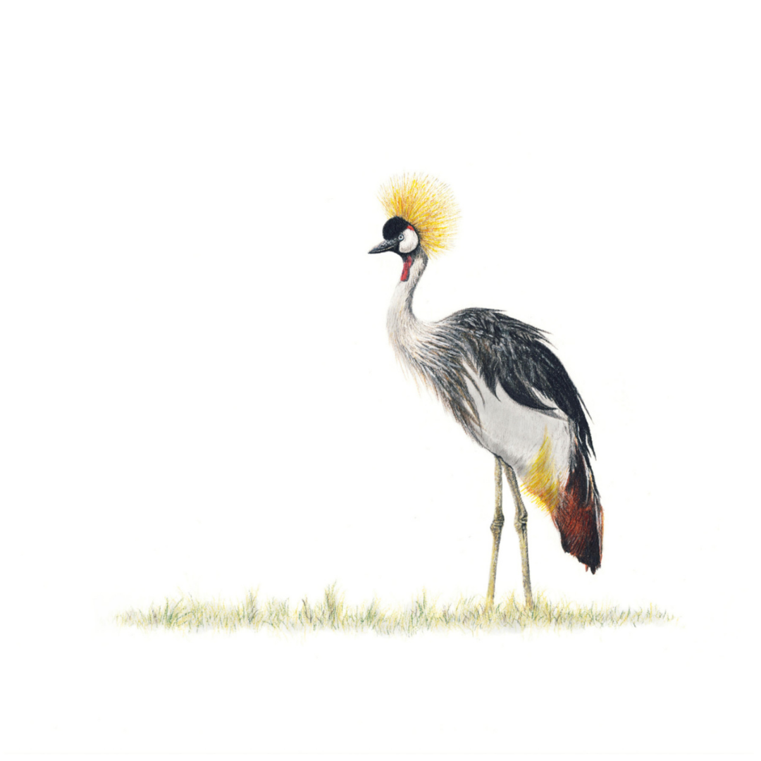 South African wildlife bird artwork by Cape Town artist Matthew Bell on canvas stretched onto a wooden frame of a Crowned Crane