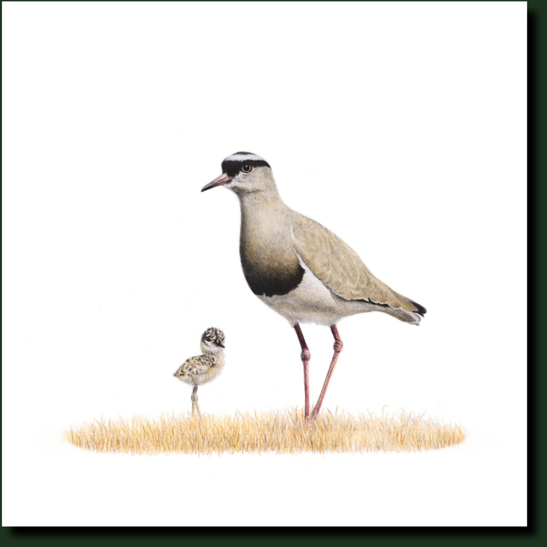 Crowned Lapwing South African bird art