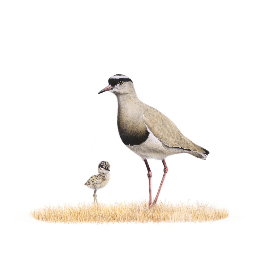 South African bird artwork, pencil drawing by Matthew Bell of a Crowned Lapwing