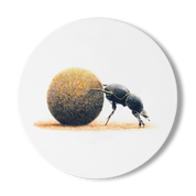 Dung Beetle Wooden Coaster - DB2