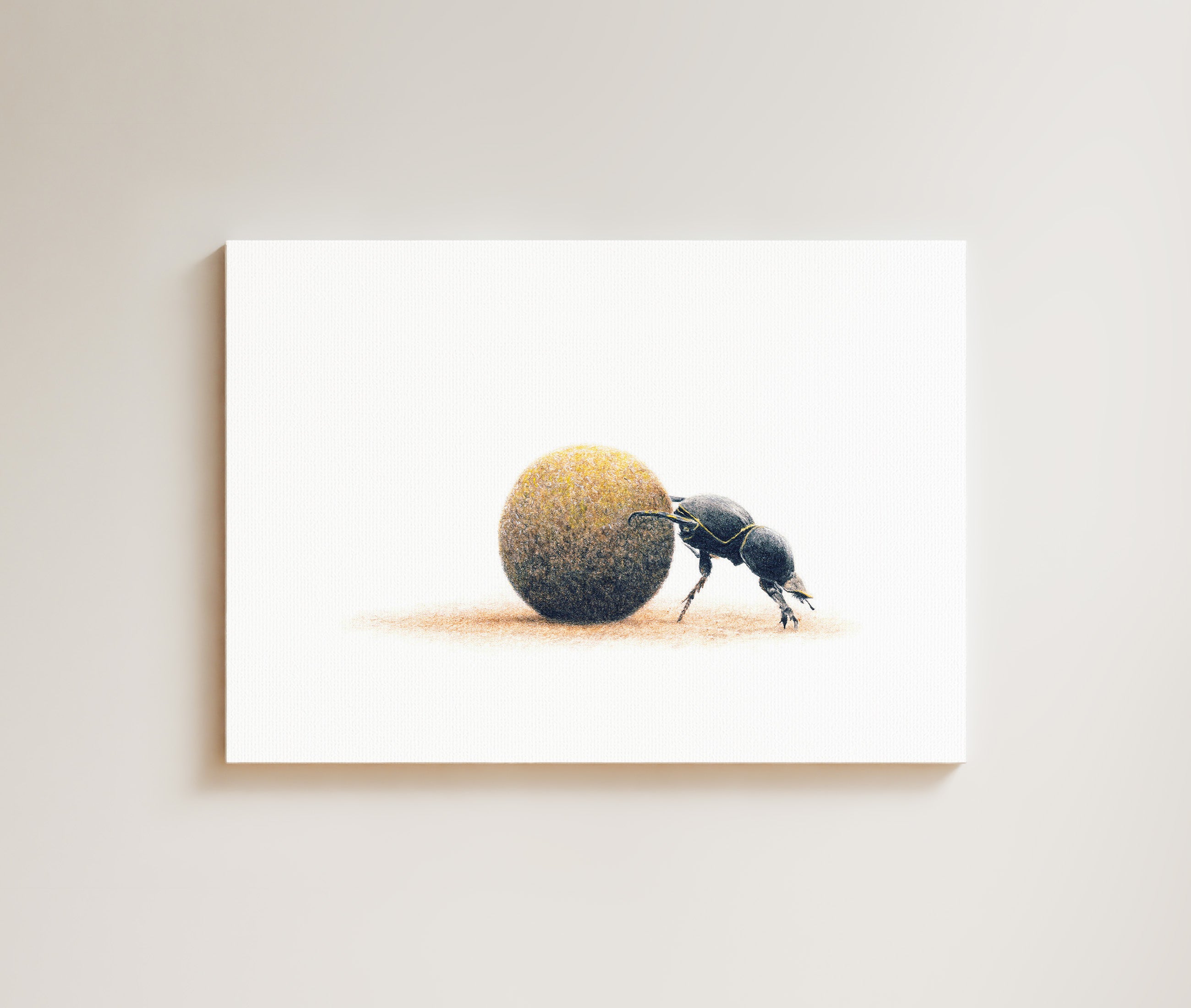 Dung Beetle drawing on canvas by South African wildlife artist Matthew Bell