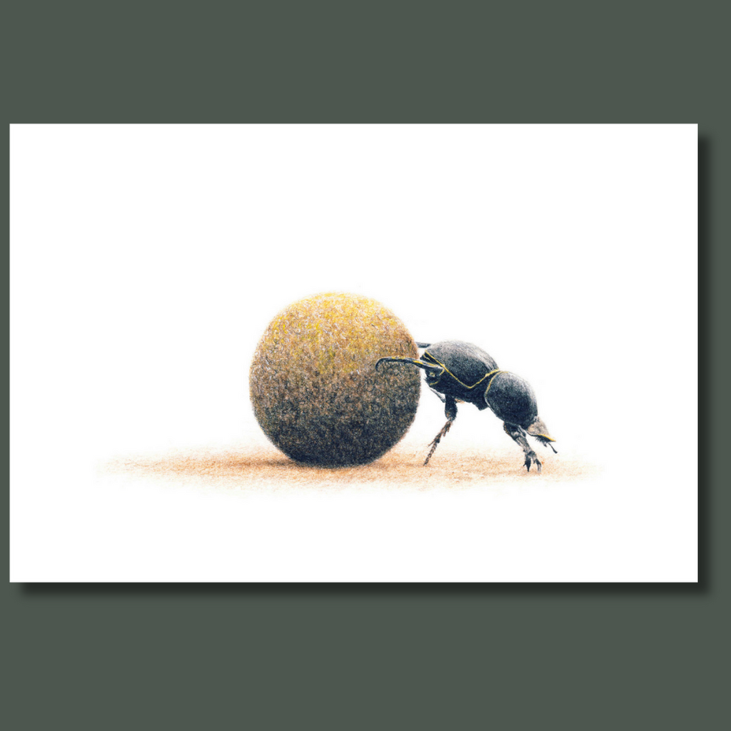 Dung Beetle art print on canvas
